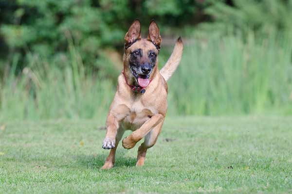 Pastor Belga Malinois Canicross