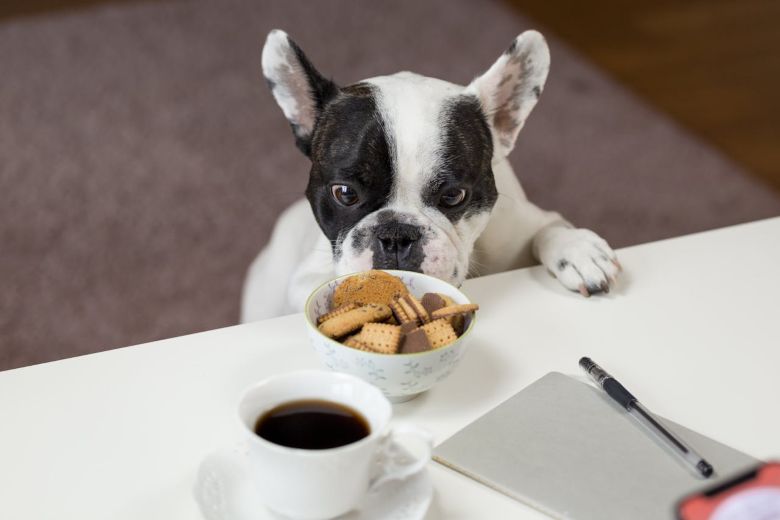 ¿Tu perro come muy rápido? 5 trucos para evitarlo
